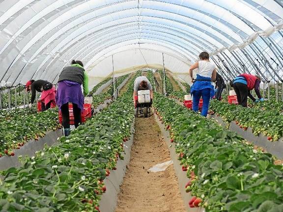IU pide una mejora de las condiciones laborales y medioambientales en la agricultura