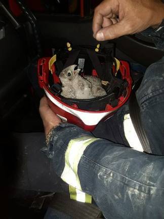 Rescatan a dos aves rapaces protegidas en un incendio en Rociana