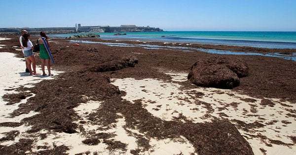 Un alga asiática invasora coloniza ya la costa onubense y alarma al sector pesquero