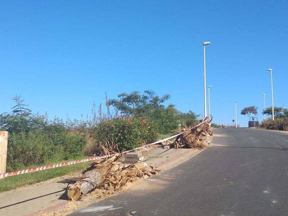 Talan 300 árboles en Costa Esuri que estaban rompiendo tuberías y aceras