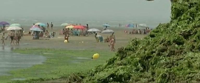 Peces muertos y algas podridas obligan a prohibir el baño en un tramo de Isla Canela