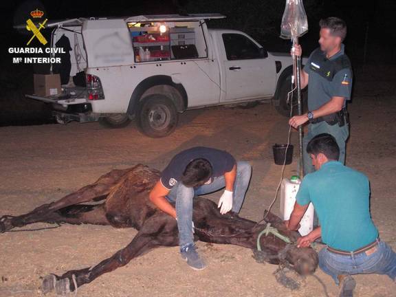 Dejan morir a una mula abandonada y atada a un árbol en Almonte