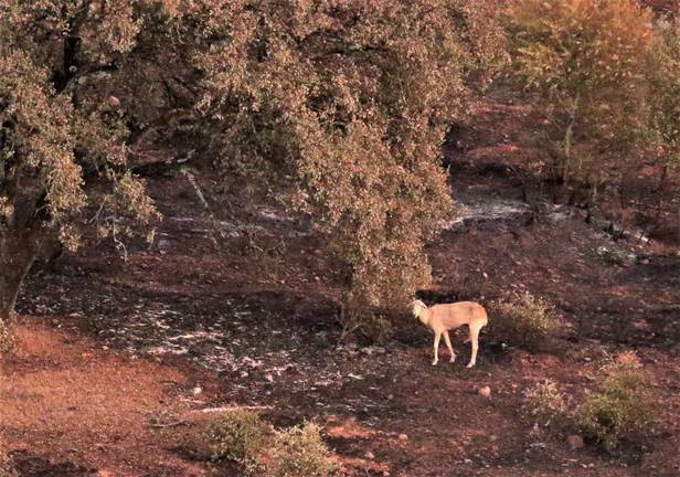 La frontera ‘minera’ de Huelva y Sevilla sufre 30 incendios en solo 15 años