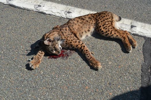 Muere un lince atropellado en el entorno de Doñana, el quinto en lo que va de 2019