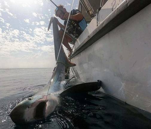 Capturan un tiburón zorro en Punta Umbría