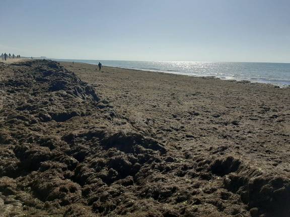 La playa de La Bota amanece repleta de algas