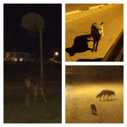 El hambre empuja a la fauna de Doñana a buscar comida en Matalascañas