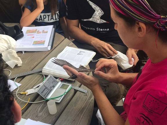 La Laguna Primera de Palos, ejemplo de estudio y protección de aves amenazadas