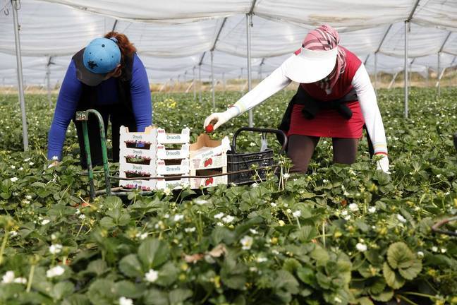 El sector fresero no tendrá responsables de fincas con antecedentes penales