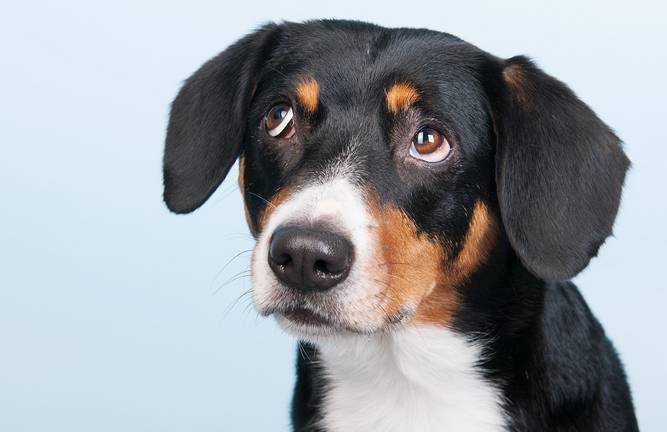 Crece el abandono de animales de compañía en Huelva
