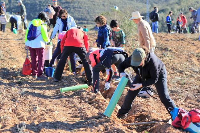 Masiva plantación en Valverde para recuperar el bosque mediterráneo