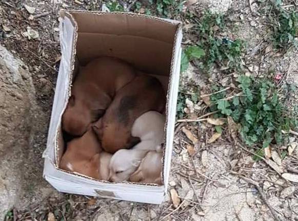 Abandonan en una caja a cinco cachorros y a su madre en Cartaya
