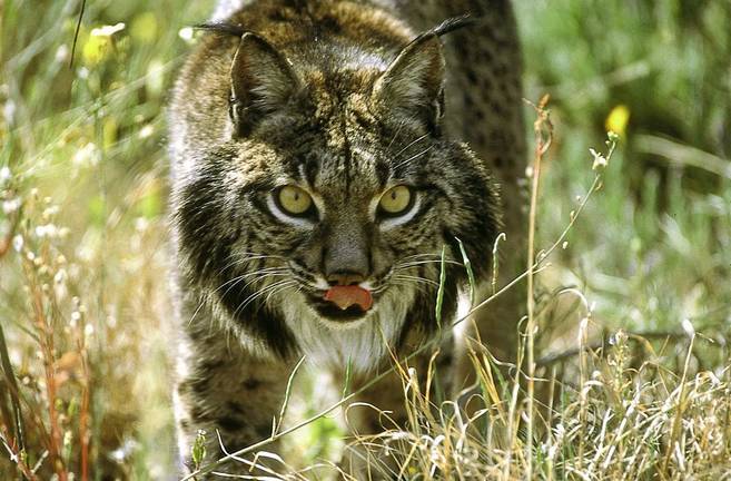 Muere un lince atropellado en una carretera de Hinojos