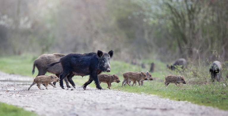 Extreman los controles sobre jabalíes en las monterías por temor a la peste porcina