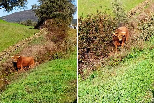 Un toro bravo escapa de una finca entre Aracena y Campofrío