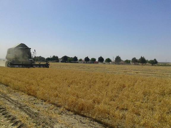 Garbanzo de Escacena alerta sobre las importaciones masivas que hunden los precios