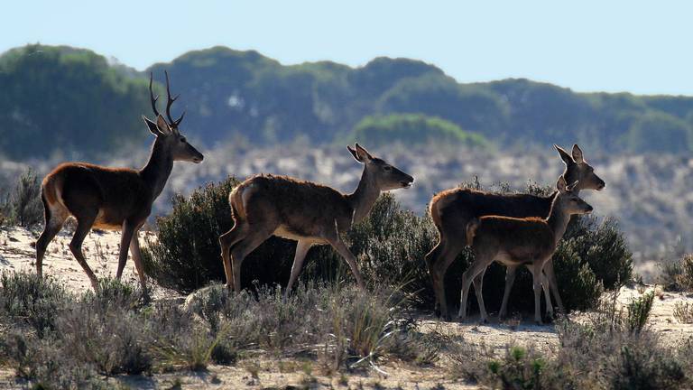 La Federación Andaluza de Caza, indignada por su exclusión de los fastos de Doñana