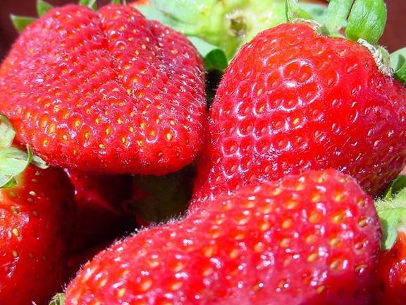 Los altos costes de producción y bajos precios “están lastrando” la agricultura onubense