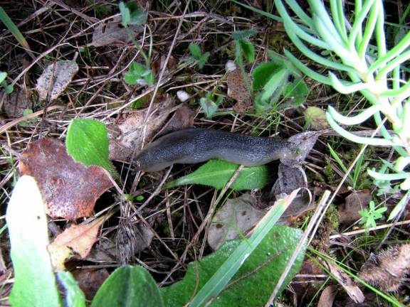 Un nuevo animal serrano protagoniza el nuevo capítulo de ‘Cachinos de Jabugo’