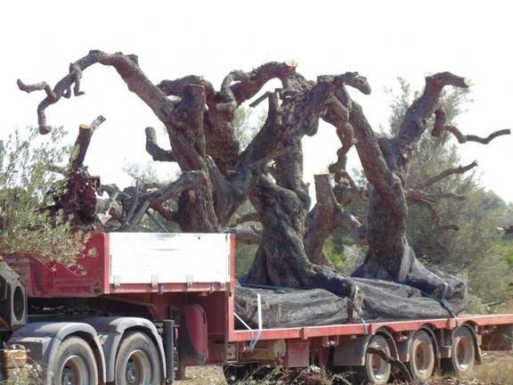 Huelva pone en venta sus encinas y olivos centenarios