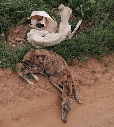Buscan hogar para dos galgos hallados con desnutrición extrema en San Juan