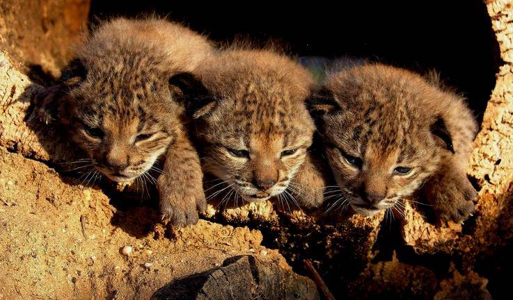Nacen seis cachorros de lince ibérico en las últimas 24 horas
