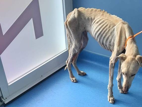 Los galgos hallados con desnutrición extrema en San Juan ya tienen un hogar temporal