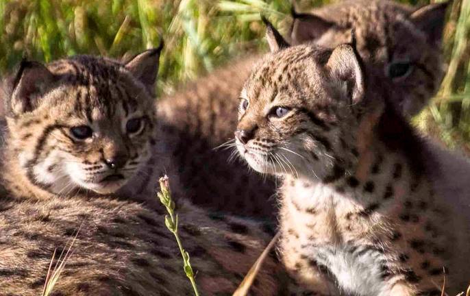 Muere atropellado un cachorro de Lince a la altura del Acebuche