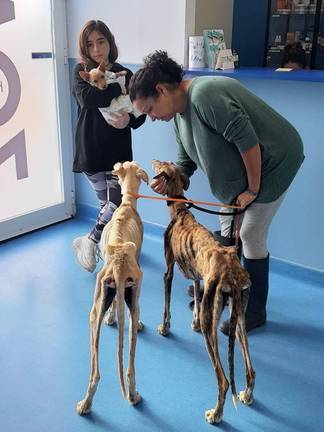 La protectora Puntanimals cuida de los dos galgos desnutridos hallados en San Juan