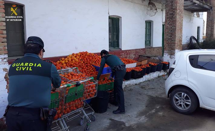 Once investigados por robar casi tres toneladas de naranjas en Gibraleón