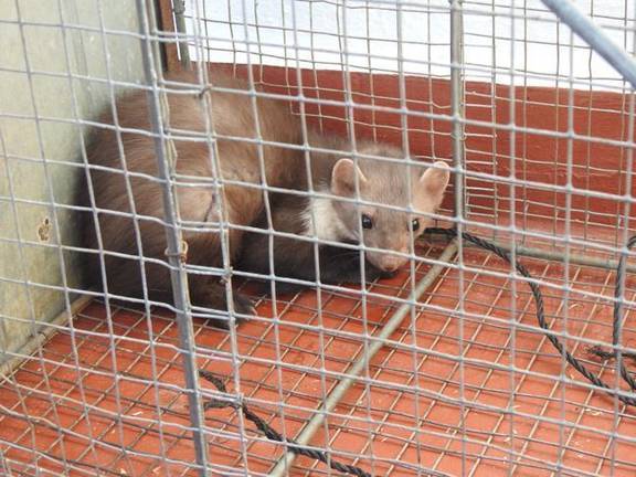 Devuelven al monte a una garduña que dañaba las tejas de las casas buscando alimento