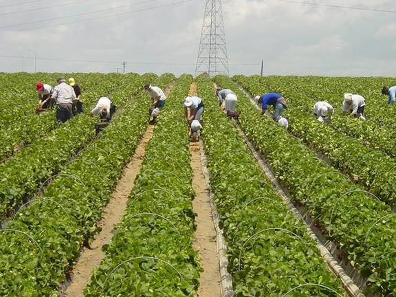 La fresa salva a Huelva: Cierra marzo con 5.667 parados menos, el mejor dato de España