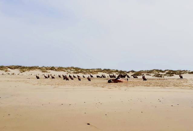 Captan a una manada de buitres devorando a una ballena muerta en una playa de Doñana