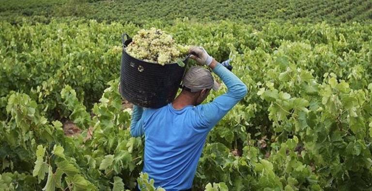 La DO Condado de Huelva certifica 25 millones de kilos de uva