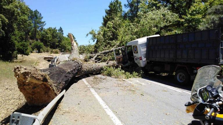 Un enorme alcornoque afectado por la seca se desploma sobre la carretera de Fuenteheridos