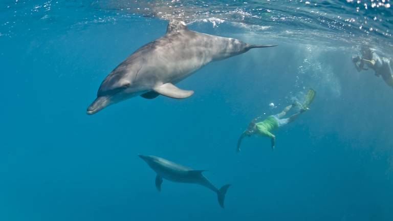 Un nutrido grupo de delfines sorprende a los bañistas en la Punta del Moral