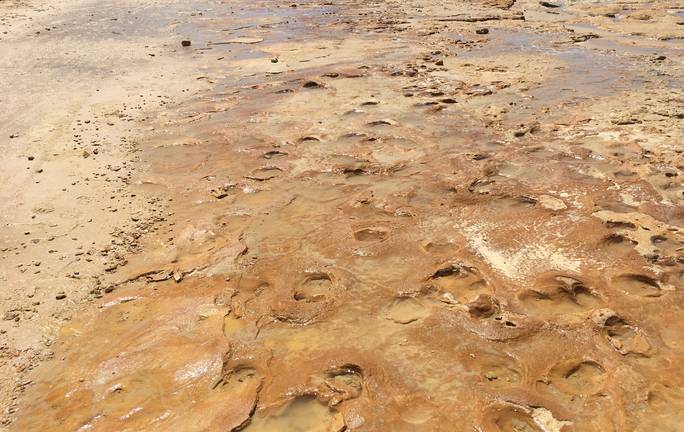 Encuentran huellas fósiles en Matalascañas con una antigüedad de más de 100.000 años
