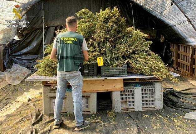 Tres detenidos en Villablanca por cultivar marihuana en varios invernaderos de forma ilegal