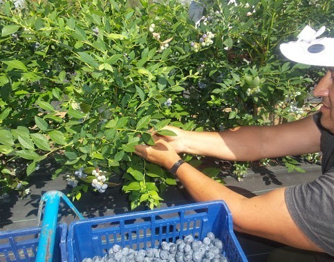 Investigan si ha saltado un brote de coronavirus en las explotaciones agrícolas de Aroche