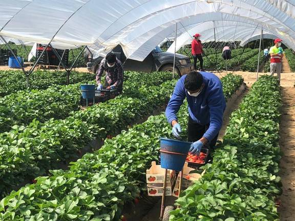 Salud impone al sector agrario un duro protocolo para blindarlo ante el Covid-19