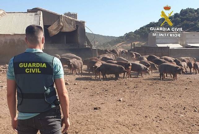 Un detenido y tres investigados por el asalto y robo de 73 cerdos ibéricos en Cumbres Mayores