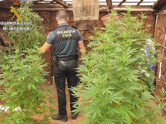 La Guardia Civil descubre en El Cerro una instalación con once plantas de marihuana