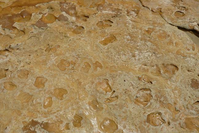 Huellas de hace 100.000 años nos dirán qué especies animales vivían en Huelva