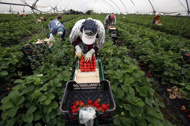 IU pide la intervención del Gobierno para el regreso de las temporeras marroquíes