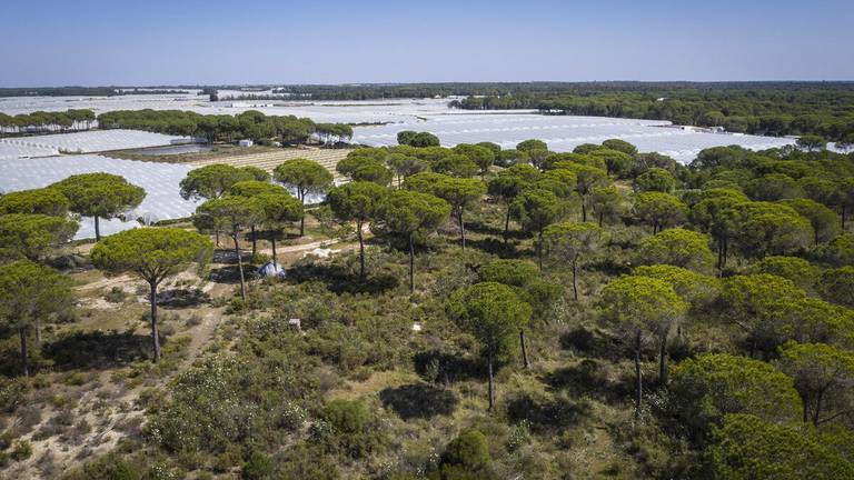 WWF denuncia que el cierre de pozos en Doñana no ha reducido la superficie de regadíos ilegales