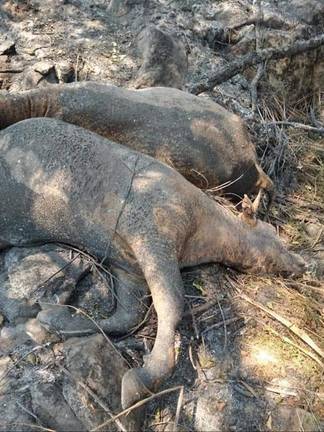 Grandes masas de eucaliptos alimentan un fuego que lleva ardiendo cinco días 3 Grandes masas de eucaliptos alimentan un fuego que lleva ardiendo cinco días