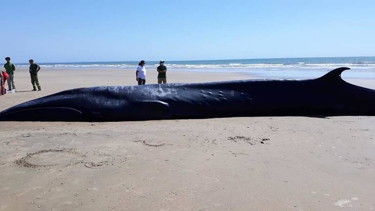 Encuentran varada una ballena Rolcual Boreal en Doñana
