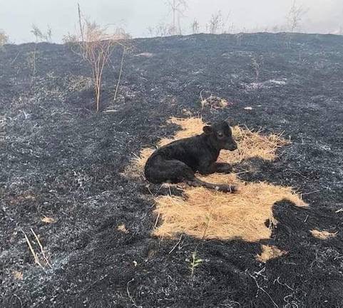 Grandes masas de eucaliptos alimentan un fuego que lleva ardiendo cinco días 1 Grandes masas de eucaliptos alimentan un fuego que lleva ardiendo cinco días