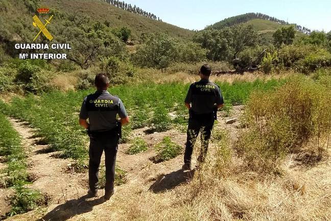La Guardia Civil interviene 650 plantas de marihuana en Almonaster