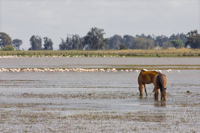 Un virulento brote de cianobacterias fulmina cientos de aves en el entorno del Parque de Doñana